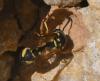 Eumenes sp.